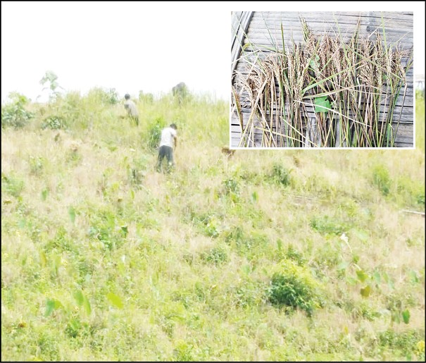 Farmers are seen harvesting Jhum rice at a field in Aboi sub-division on August 26. With deficient rainfall, farmers maintain that they are seeing huge reduction of farm yield this season. (Inset)  Due to poor season, rice spikelets are relatively lesser resulting in poor harvest. (Morung Photo: By special arrangement)